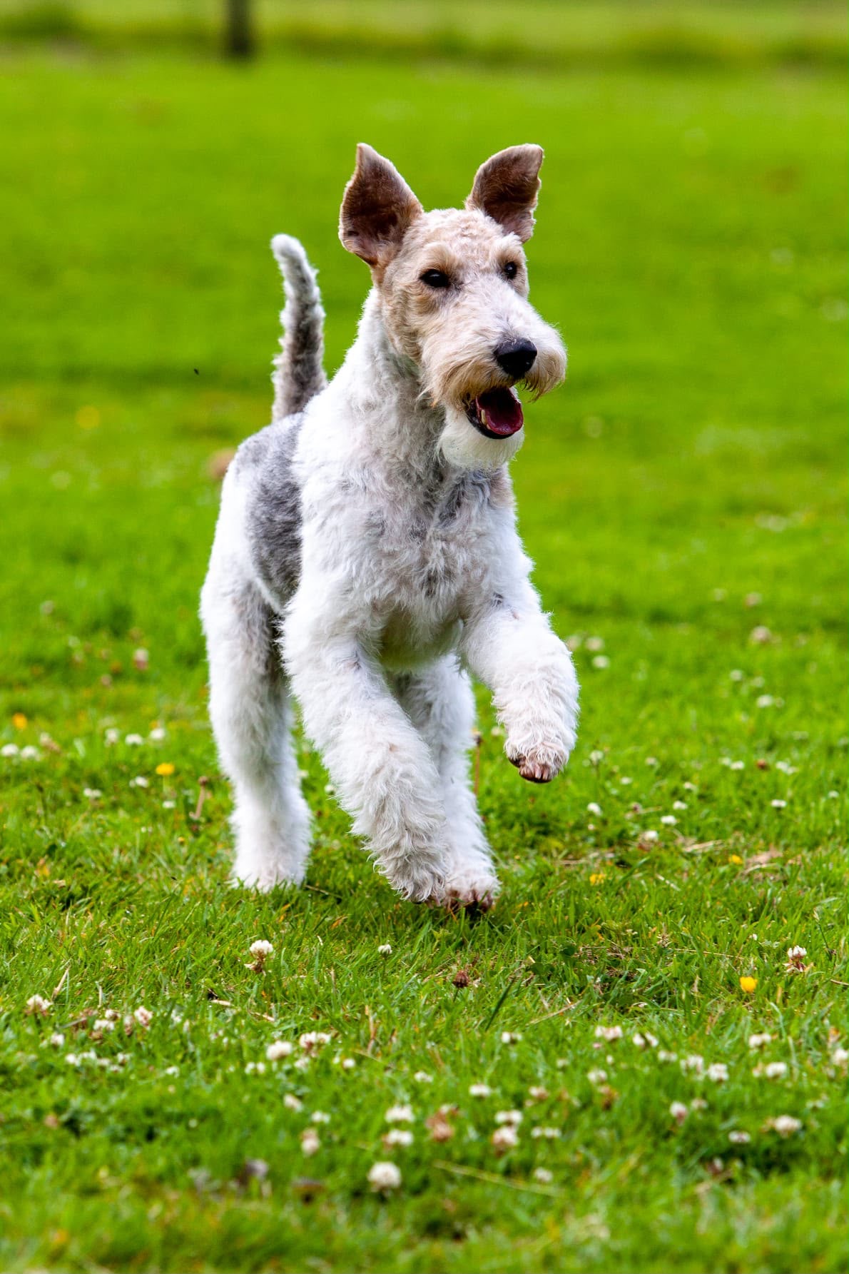 A Wire Haired Fox Terrier running through the grass