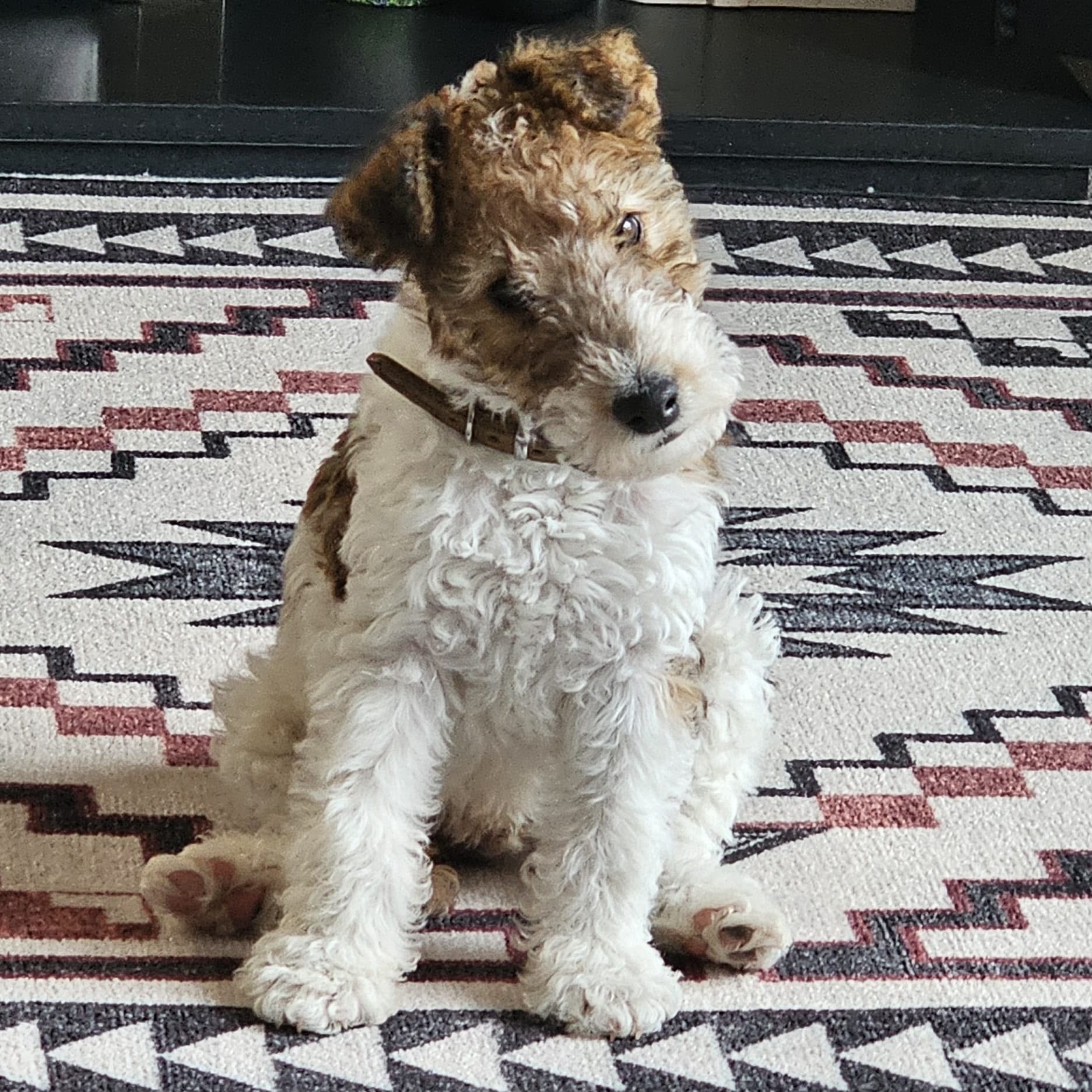 A Delwires terrier relaxing at home