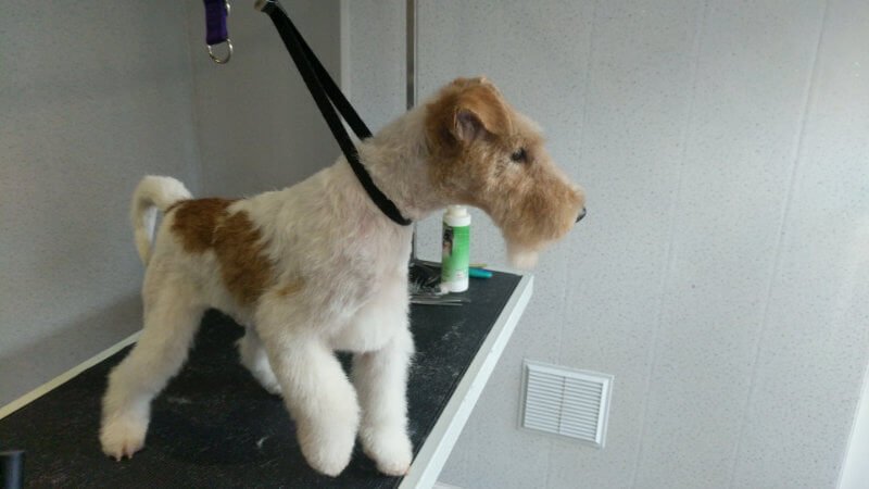 stripping fox terrier